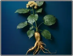 dong quai nitric boost ingredients