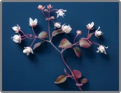 horny goat weed nitric boost ingredients
